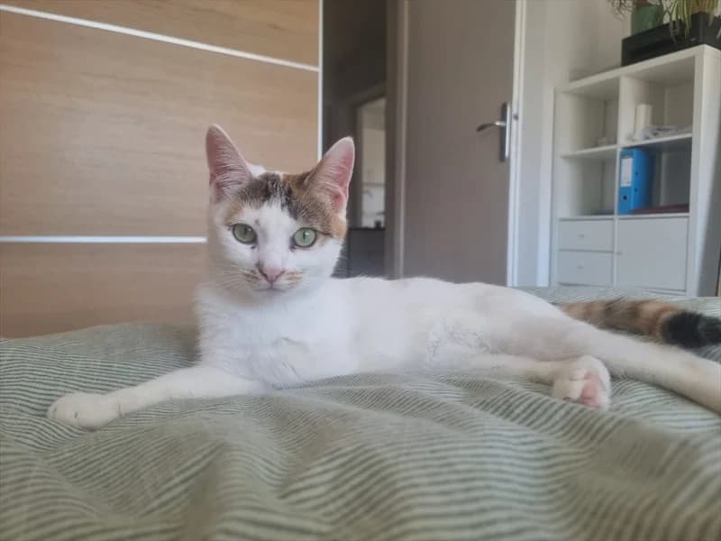 SOSSA, Mixed Breed (Dumovec)