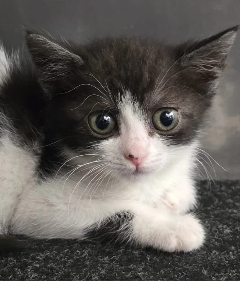 JANKA, Mixed Breed (Dumovec)