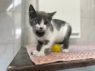 VANJA, Mixed Breed (Dumovec)