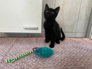 JESENIA, female young Mixed Breed for adoption at Dumovec, Zagreb