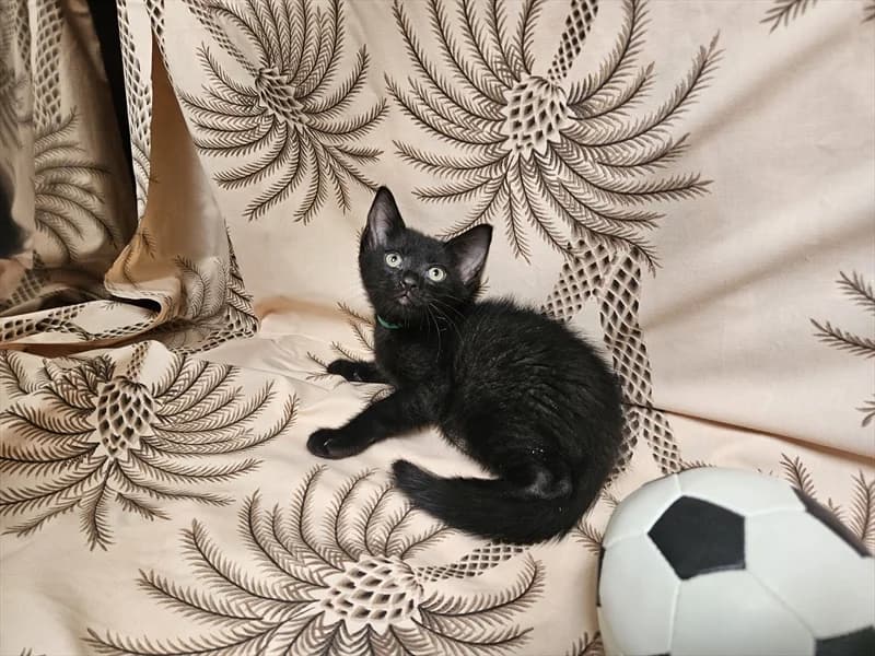 CARTER, Mixed Breed (Dumovec)