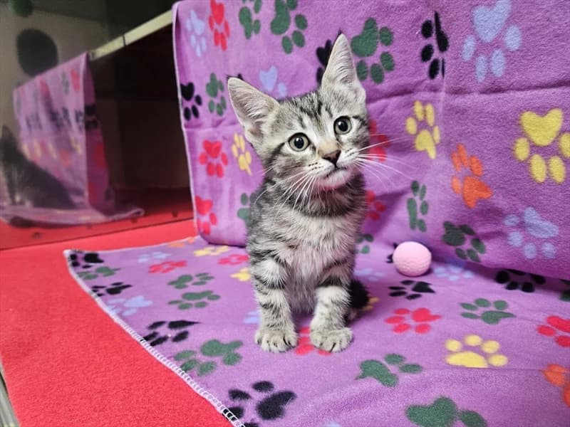 SERENA, Mixed Breed (Dumovec)