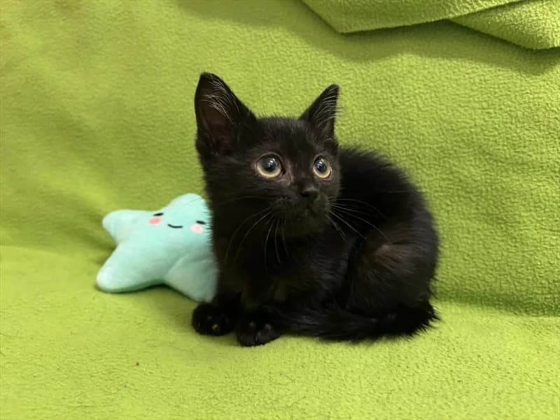 ISABELLA, Mixed Breed (Dumovec)