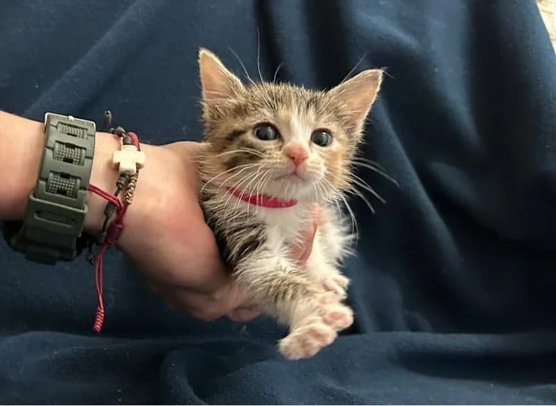 TIFFNY, Mixed Breed (Dumovec)