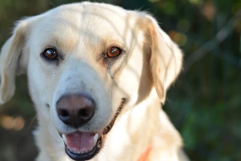 Lupi, male young Labrador Retriever for adoption at Dumovec, Zagreb