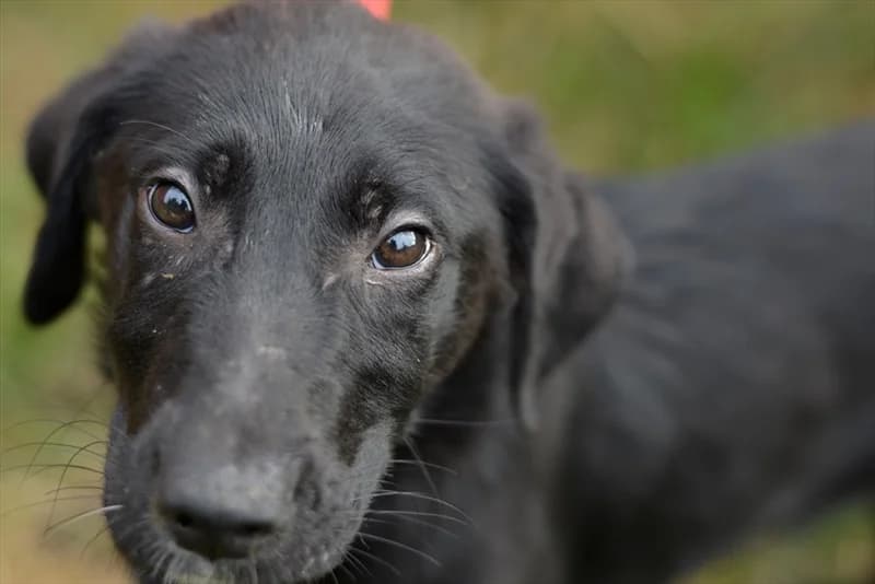 Simon, Labrador Retriever (Dumovec)