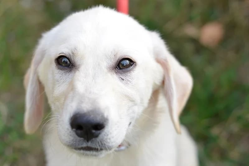 Jeffrey, Labrador Retriever (Dumovec)