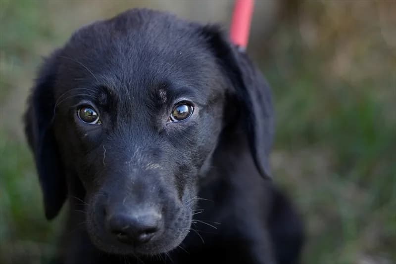 Stone, Labrador Retriever (Dumovec)