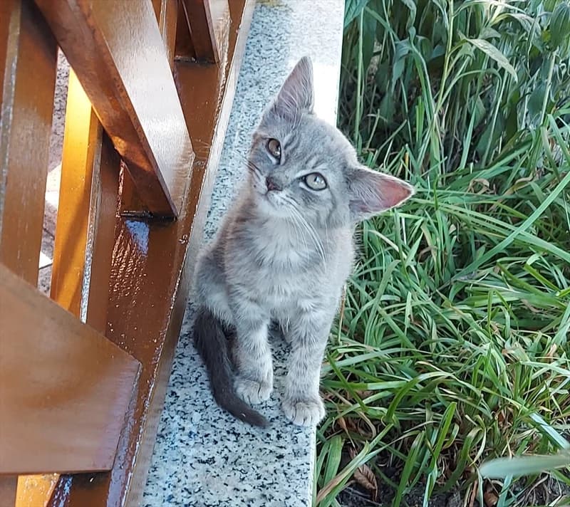TIGRO, Mixed Breed (Dumovec)