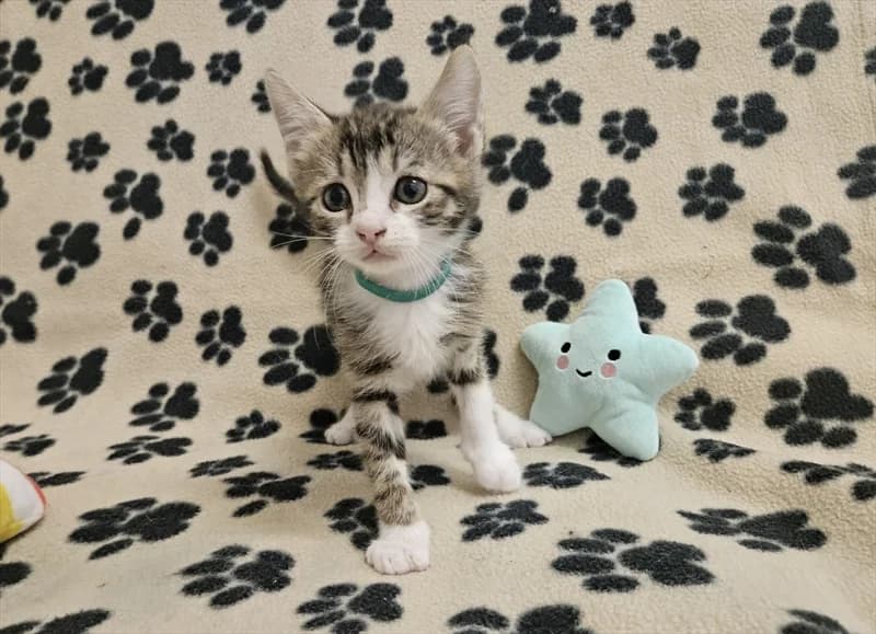 RAIDEN, male puppy Mixed Breed for adoption at Dumovec, Zagreb