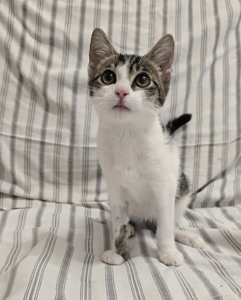 JAKI, Mixed Breed (Dumovec)
