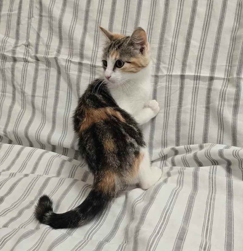 ODESA, Mixed Breed (Dumovec)