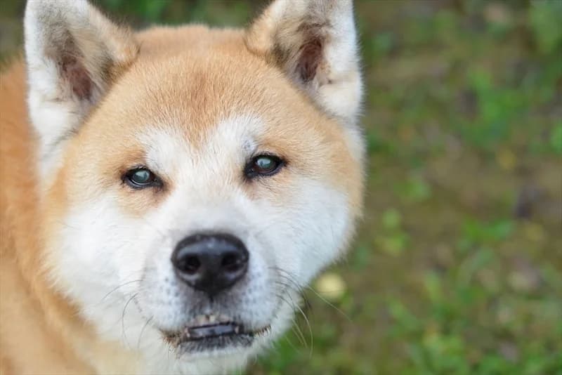 Don, male senior Akita for adoption at Dumovec, Zagreb
