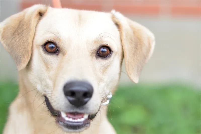 Bobi, male young Labrador Retriever for adoption at Dumovec, Zagreb