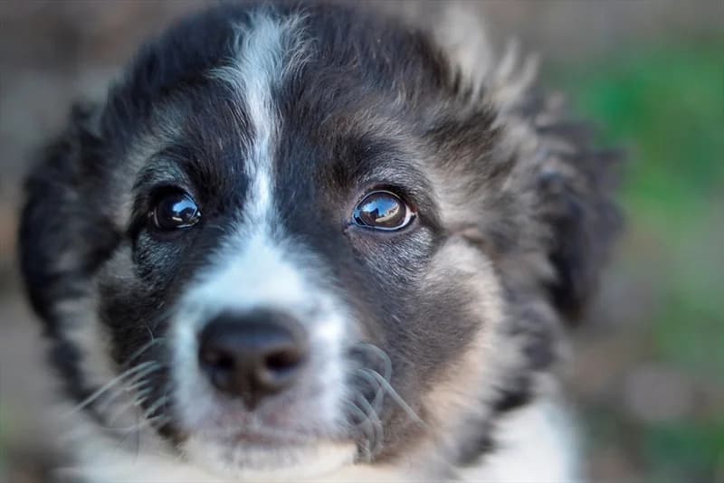 Tratinčica, female puppy Collie for adoption at Dumovec, Zagreb