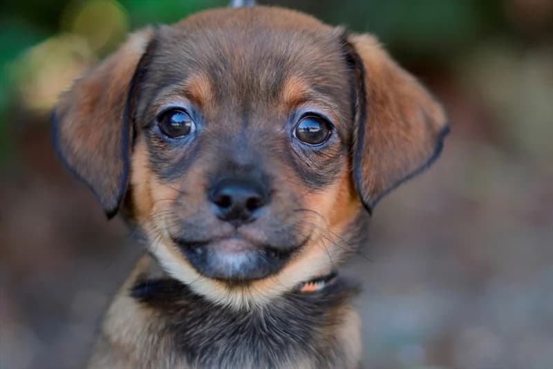 Musa, female puppy mixed breed for adoption at Dumovec, Zagreb