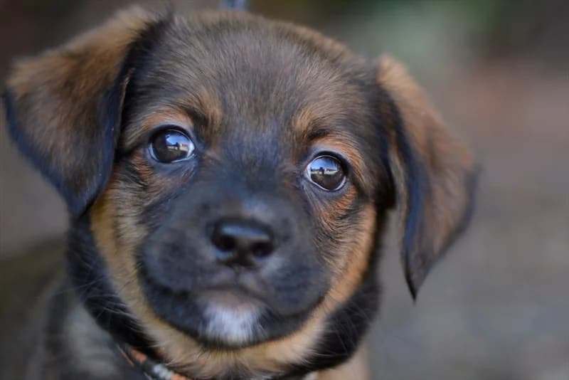 Bloom, female puppy mixed breed for adoption at Dumovec, Zagreb