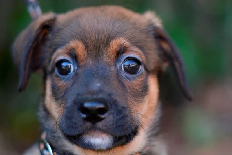 Aisha, female puppy mixed breed for adoption at Dumovec, Zagreb