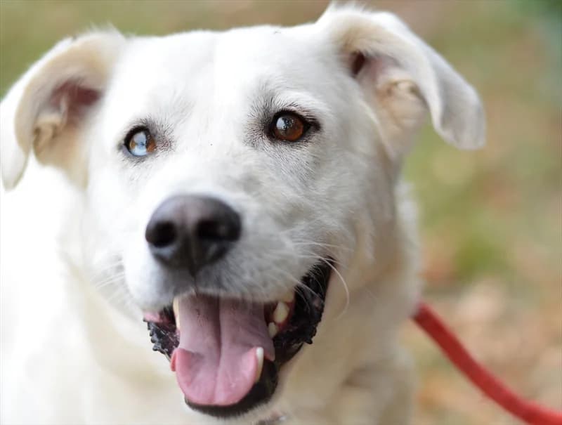 Glišo, Labrador Retriever (Dumovec)