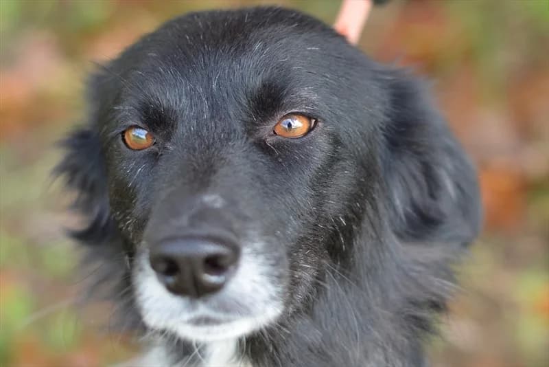 Ljubičica, female young Collie for adoption at Dumovec, Zagreb