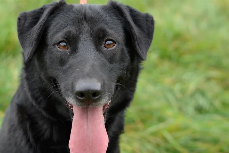 Duša, Labrador Retriever (Dumovec)
