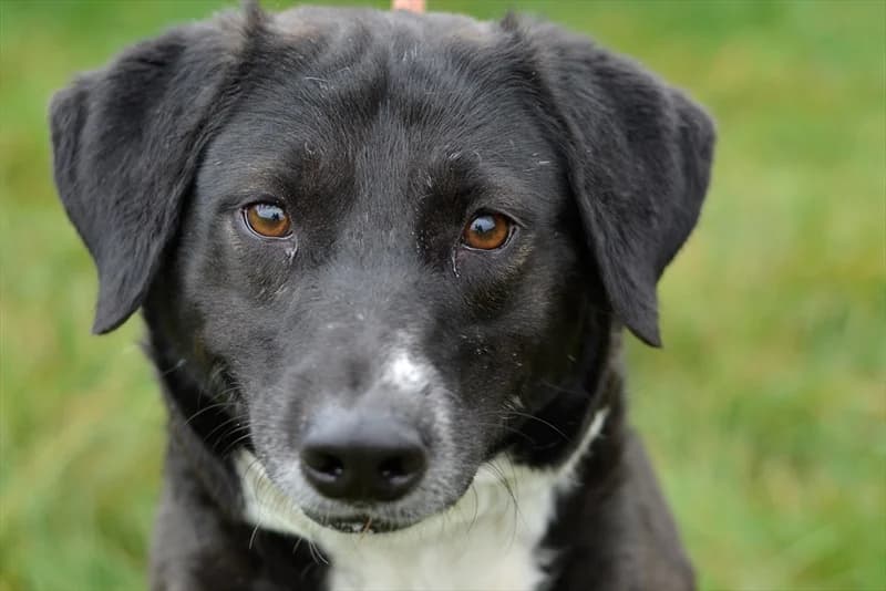 Šlapa, Labrador Retriever (Dumovec)