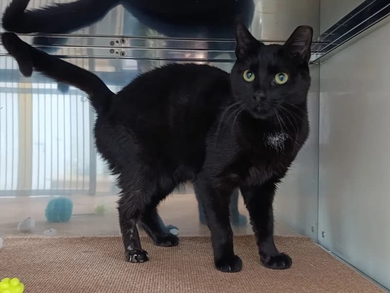 Cunjo, Mixed Breed (Dumovec)