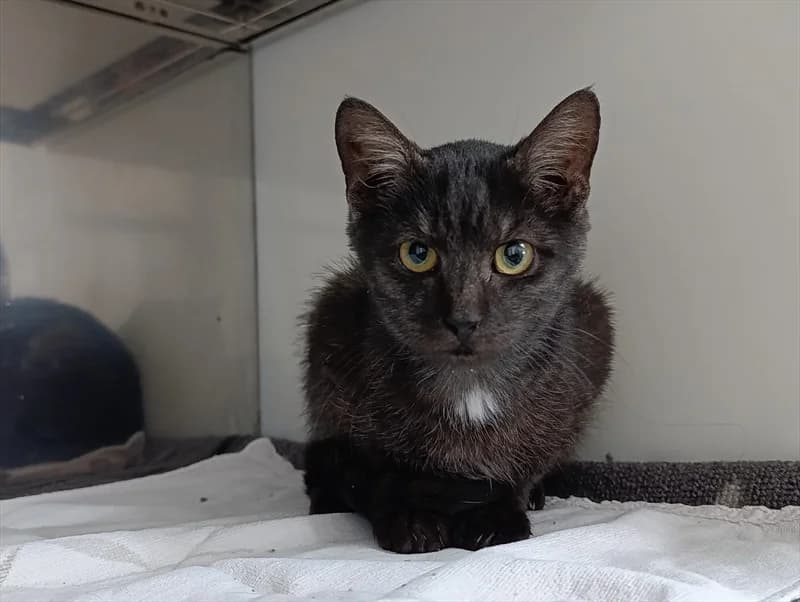 merlin, Mixed Breed (Dumovec)