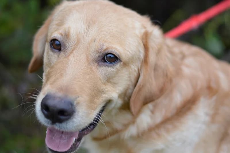 Baraba, Labrador Retriever (Dumovec)