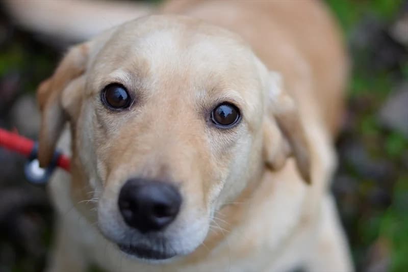 Barbara, Labrador Retriever (Dumovec)