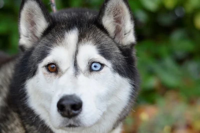 Aljoša, male young Husky for adoption at Dumovec, Zagreb