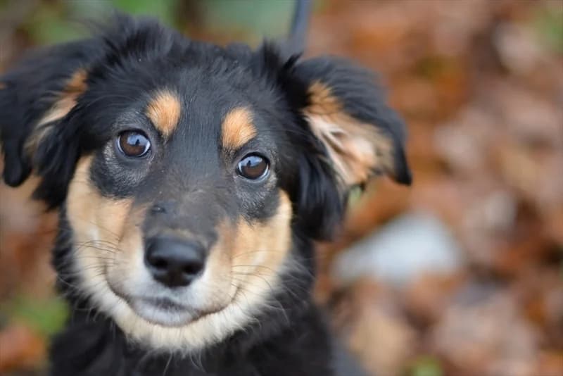Boa, female puppy mixed breed for adoption at Dumovec, Zagreb