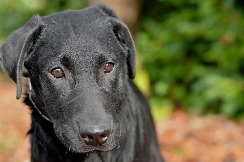 Korny, male puppy Labrador Retriever for adoption at Dumovec, Zagreb