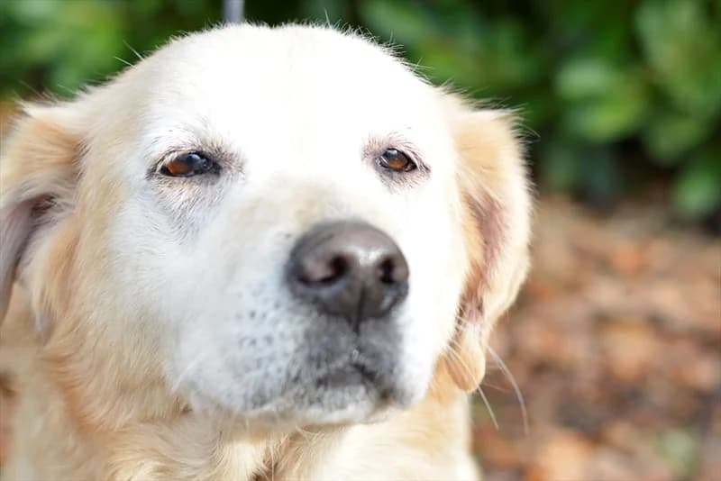 Bela, Labrador Retriever (Dumovec)