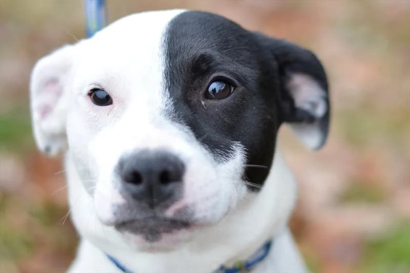 Atina, female puppy mixed breed for adoption at Dumovec, Zagreb