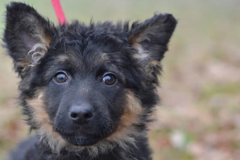 Dobriša, male puppy mixed breed for adoption at Dumovec, Zagreb