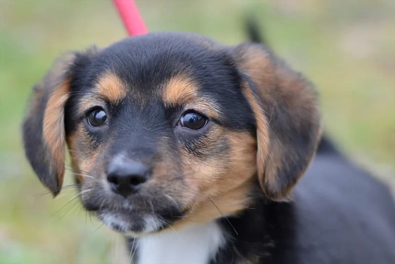 Lollipop, female puppy mixed breed for adoption at Dumovec, Zagreb