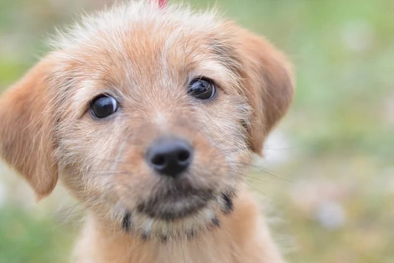 Bubla, female puppy mixed breed for adoption at Dumovec, Zagreb
