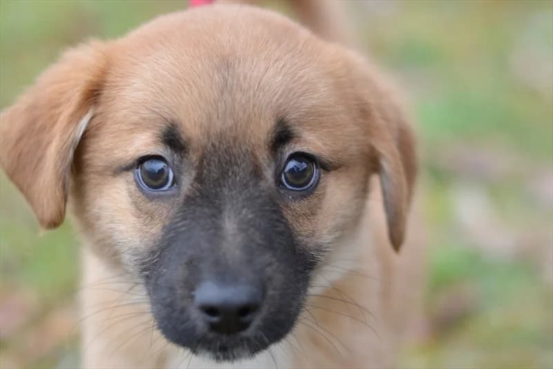 Bubble, male puppy mixed breed for adoption at Dumovec, Zagreb
