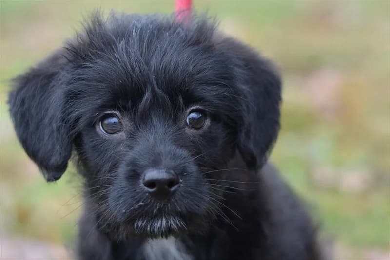 Bellona, female puppy mixed breed for adoption at Dumovec, Zagreb