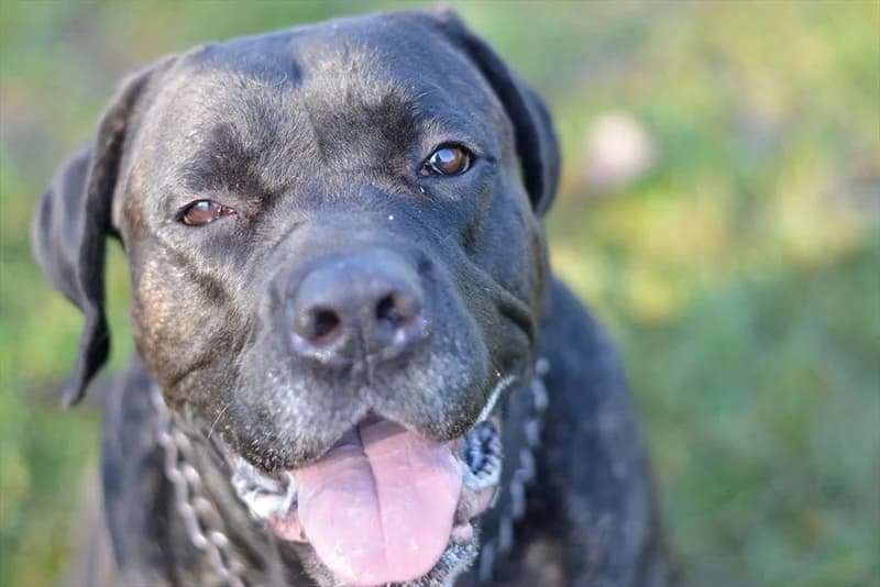 Garo, male 4yo Cane Corso for adoption at Dumovec, Zagreb