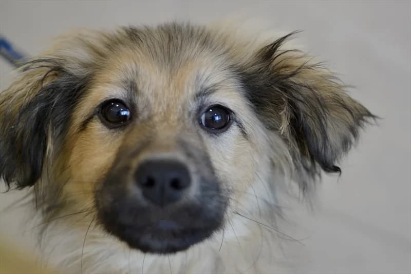 Duda, female puppy mixed breed for adoption at Dumovec, Zagreb
