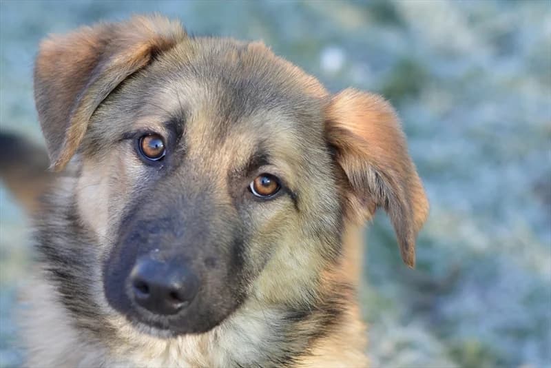 Odina, female puppy mixed breed for adoption at Dumovec, Zagreb