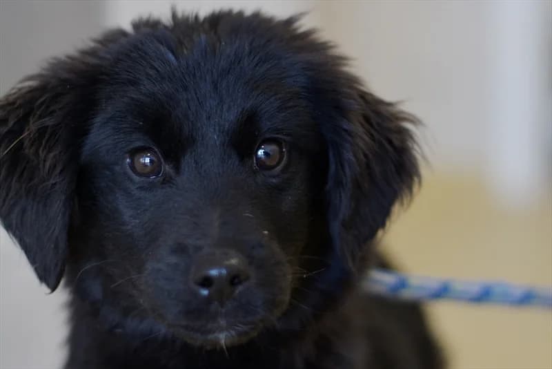 Karl, male puppy mixed breed for adoption at Dumovec, Zagreb