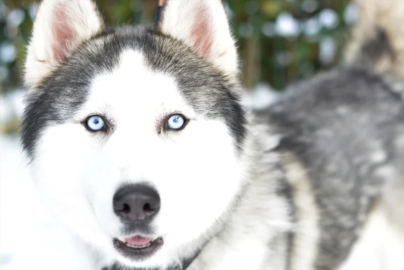 Scooby, male young Husky for adoption at Dumovec, Zagreb