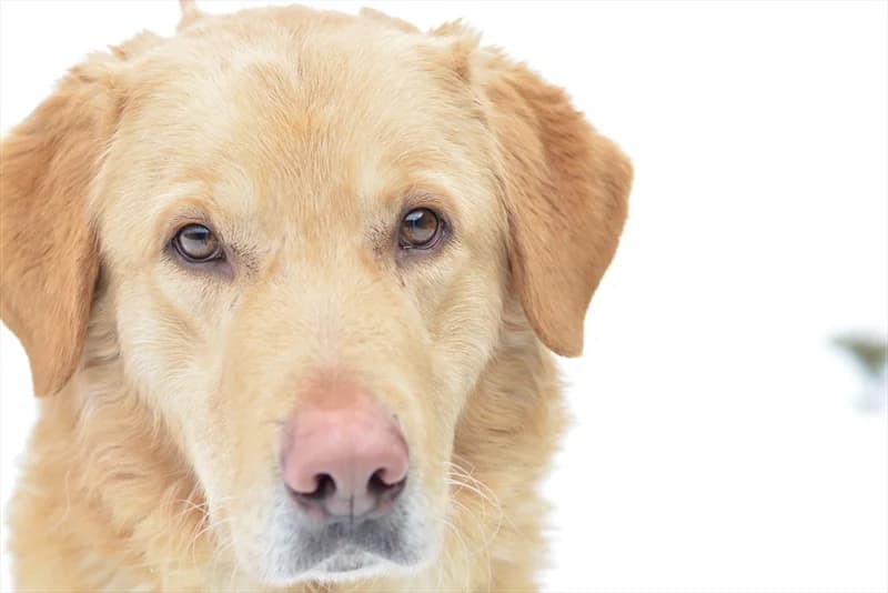 Balu, Labrador Retriever (Dumovec)