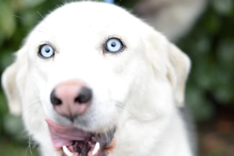 Freya, female young Husky for adoption at Dumovec, Zagreb