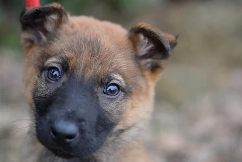 Palenta, female puppy mixed breed for adoption at Dumovec, Zagreb