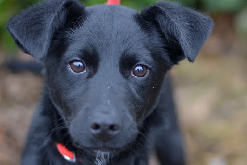 Dama, female puppy mixed breed for adoption at Dumovec, Zagreb
