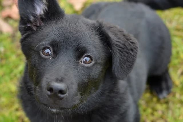 Prado, male puppy mixed breed for adoption at Dumovec, Zagreb